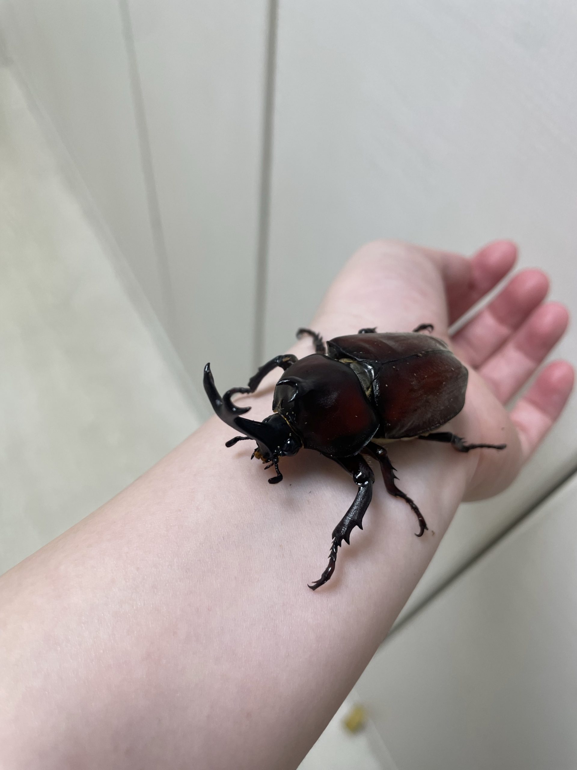 カブトムシが成虫になりました …